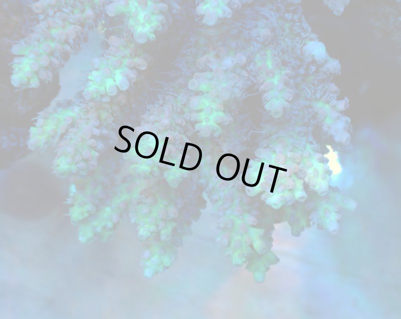 画像2: Acropora (2)