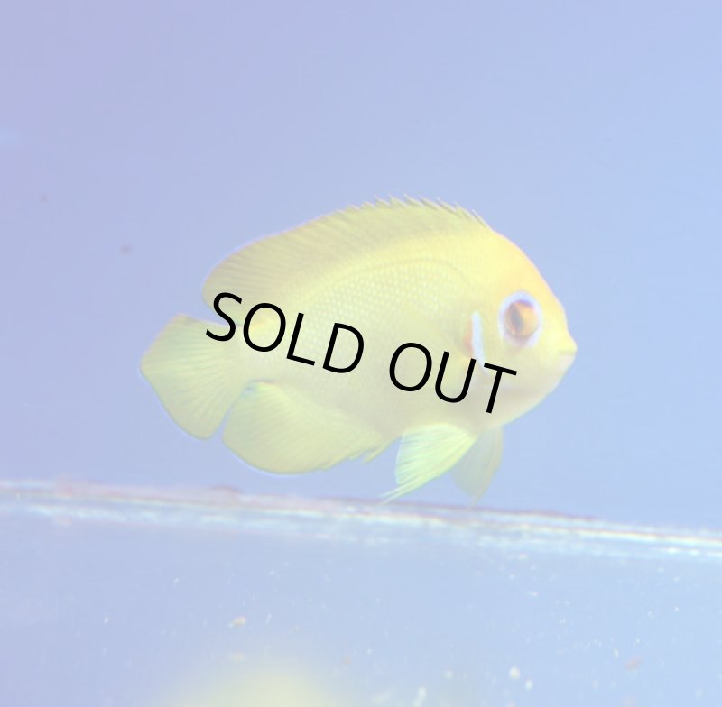 画像1: レモンピール (1)