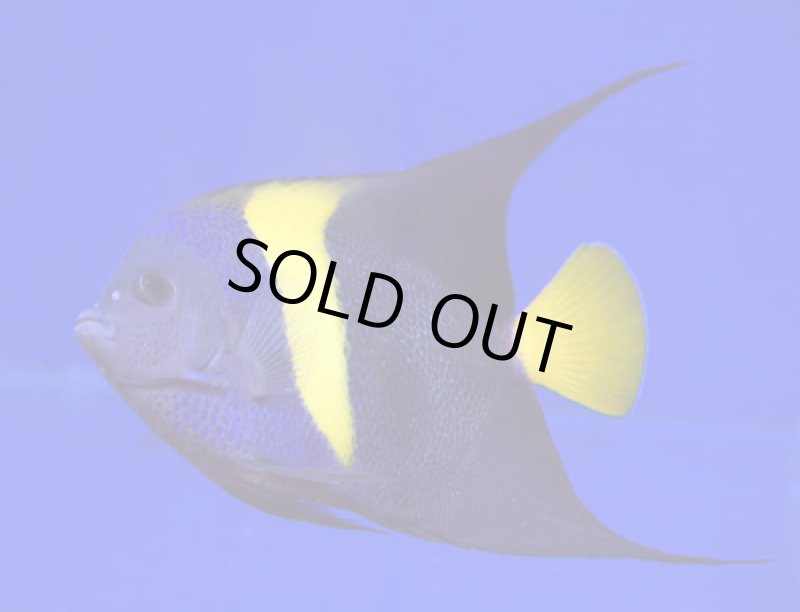 画像2: アズファー (2)