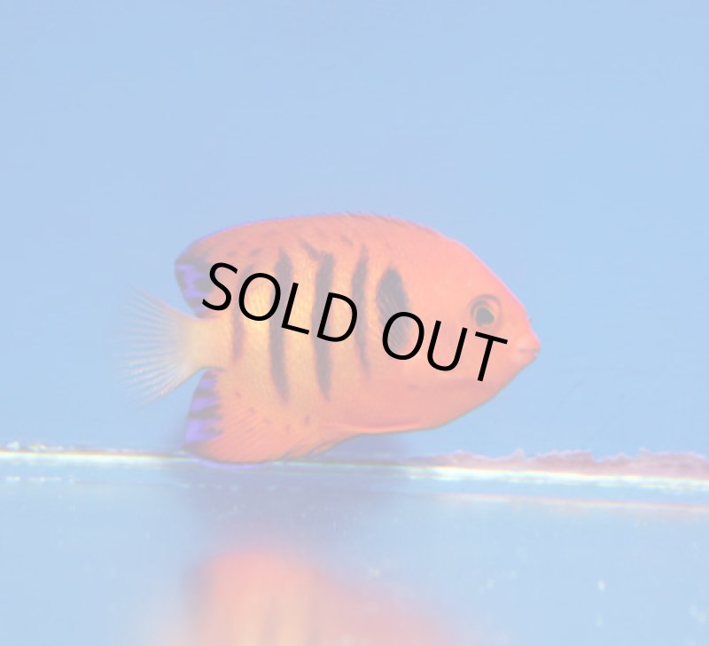 画像2: フレームエンゼル　 (2)