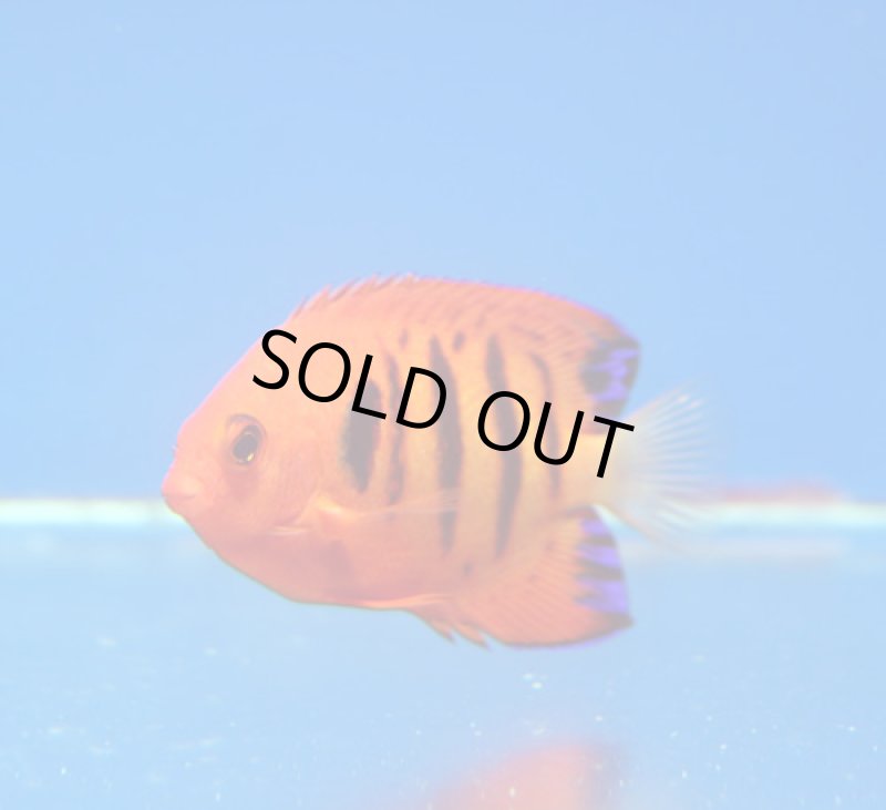 画像1: フレームエンゼル　 (1)