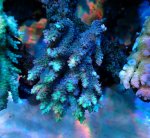 画像1: Acropora (1)