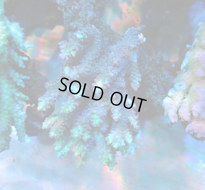 画像1: Acropora (1)