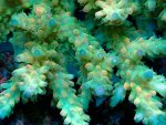 画像2: Acropora (2)