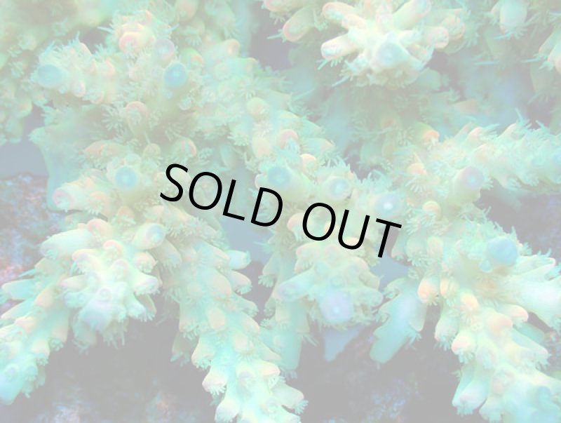 画像2: Acropora (2)