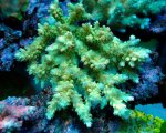 画像1: Acropora (1)