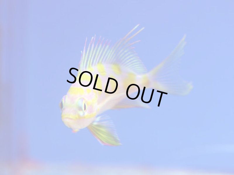 画像1: マダラハナダイ (1)