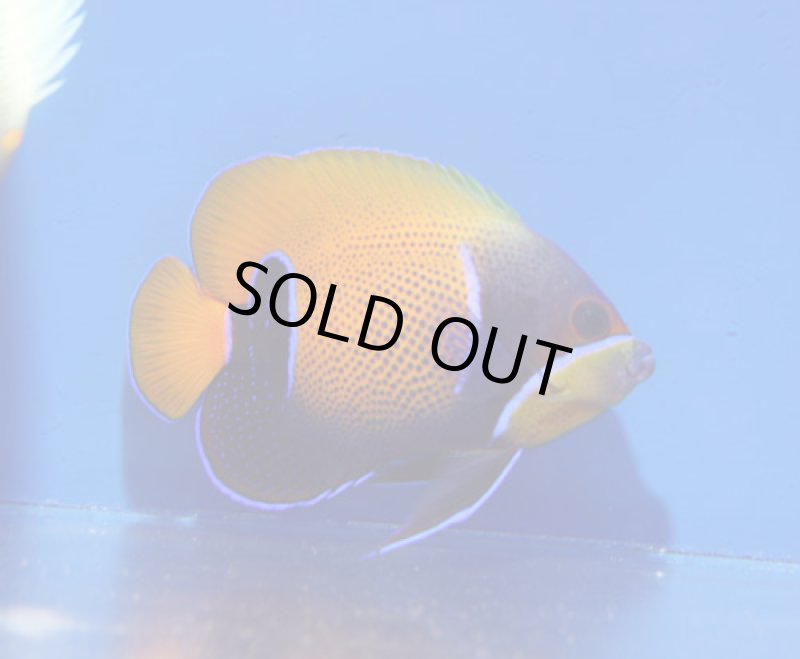 画像1: イナズマヤッコ (1)