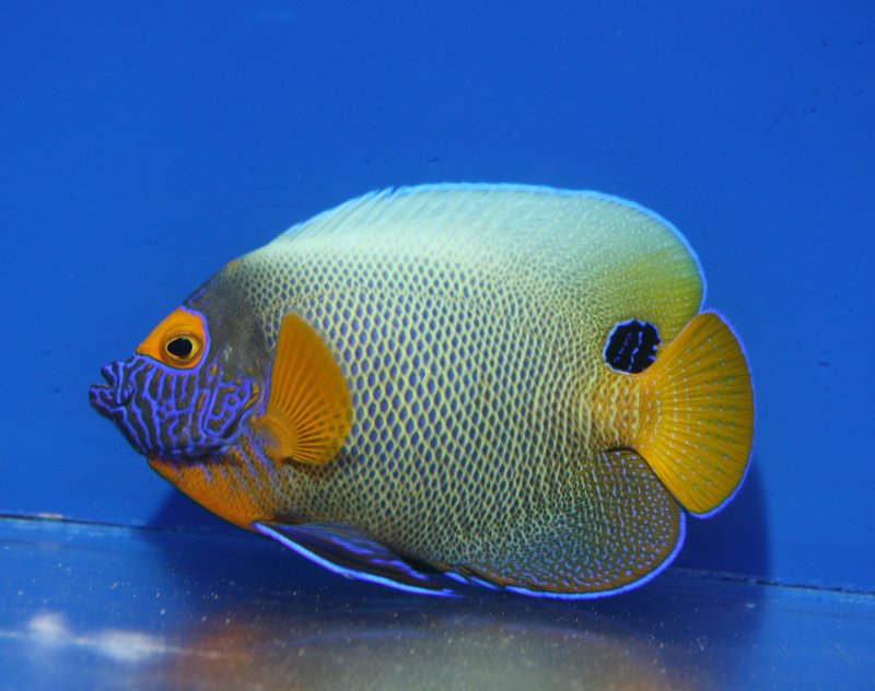 画像3: ブルーフェイス (3)