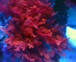画像1: Atomic Broccoli Macroalgae (1)