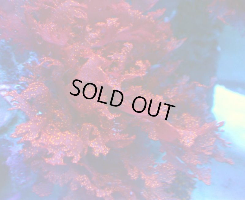 画像1: Atomic Broccoli Macroalgae (1)