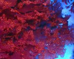 画像2: Atomic Broccoli Macroalgae (2)