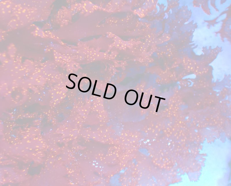 画像2: Atomic Broccoli Macroalgae (2)