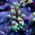 画像1: Acropora (1)