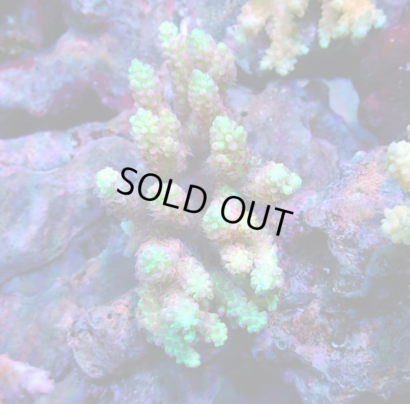 画像1: Acropora (1)