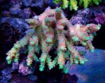 画像1: Acropora (1)