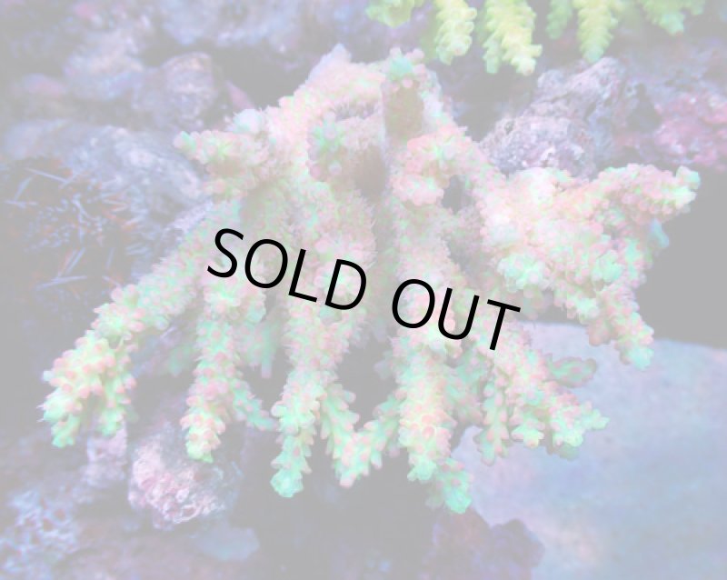 画像1: Acropora (1)