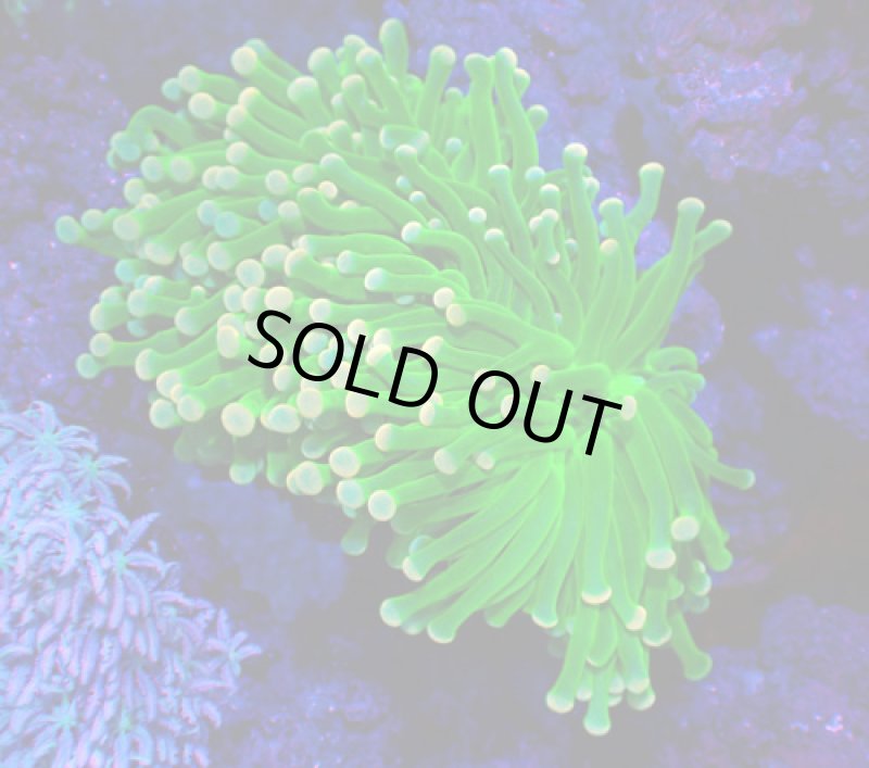 画像1: ハナサンゴ (1)