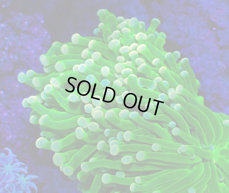 画像2: ハナサンゴ (2)