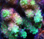 画像2: Acropora (2)