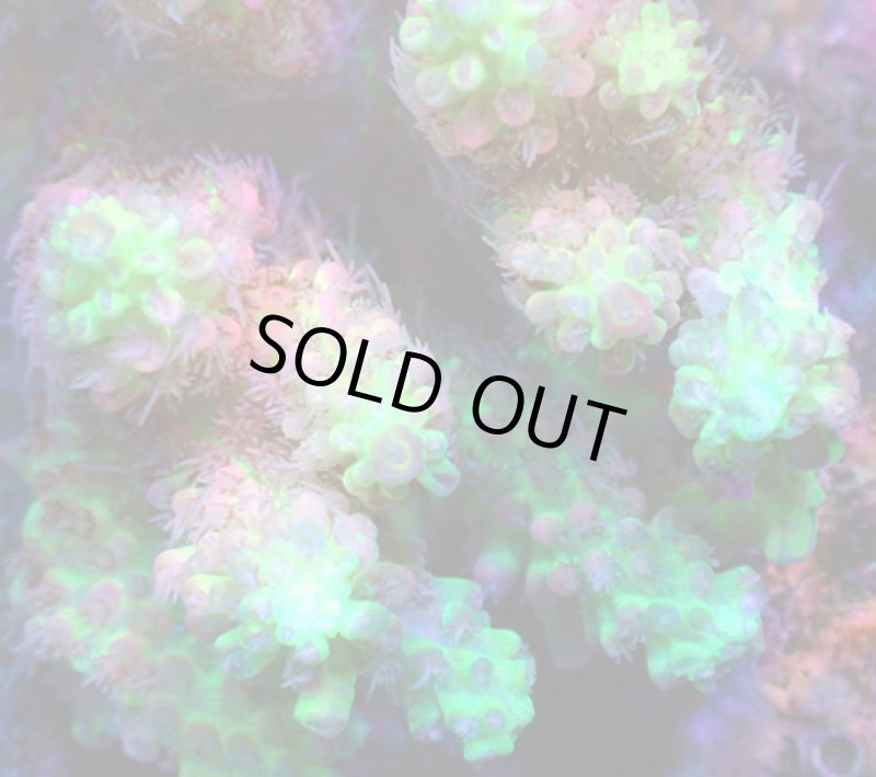 画像2: Acropora (2)