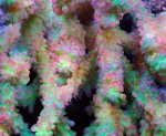 画像2: Acropora (2)