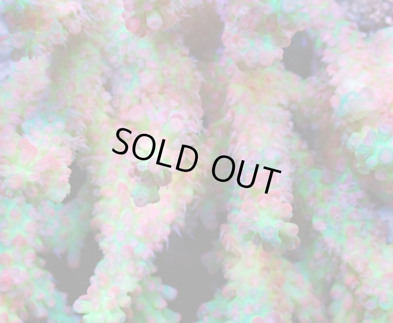 画像2: Acropora (2)