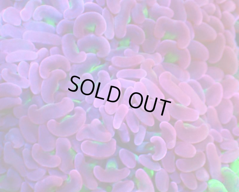 画像2: ナガレハナ (2)