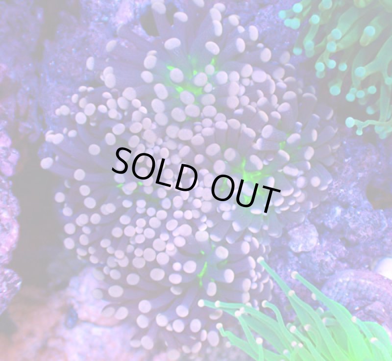 画像1: ハナサンゴ (1)