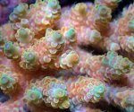 画像3: Acropora (3)