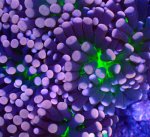 画像2: ハナサンゴ (2)