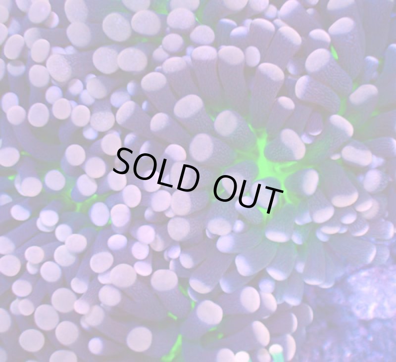 画像2: ハナサンゴ (2)