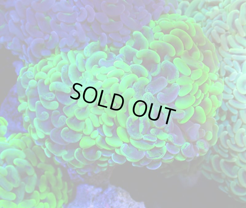 画像1: ナガレハナ (1)