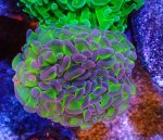 画像1: ナガレハナ (1)