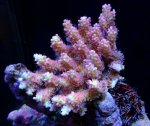 画像1: Acropora (1)