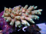 画像1: Acropora (1)