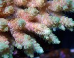 画像2: Acropora (2)