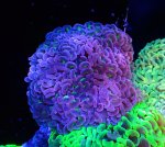 画像1: ナガレハナ (1)