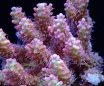 画像3: Acropora (3)