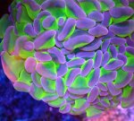 画像2: ナガレハナ (2)