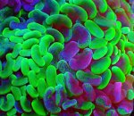 画像2: ナガレハナ (2)