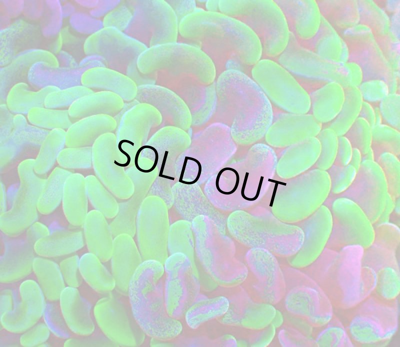 画像2: ナガレハナ (2)