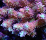 画像2: Acropora (2)
