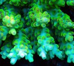 画像2: Acropora (2)