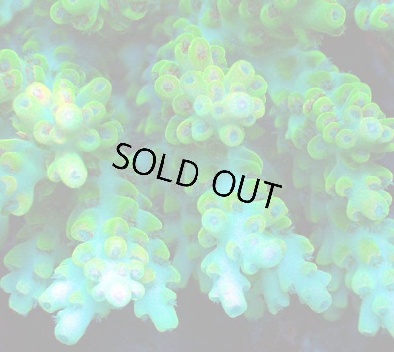 画像2: Acropora (2)