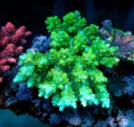 画像1: Acropora (1)