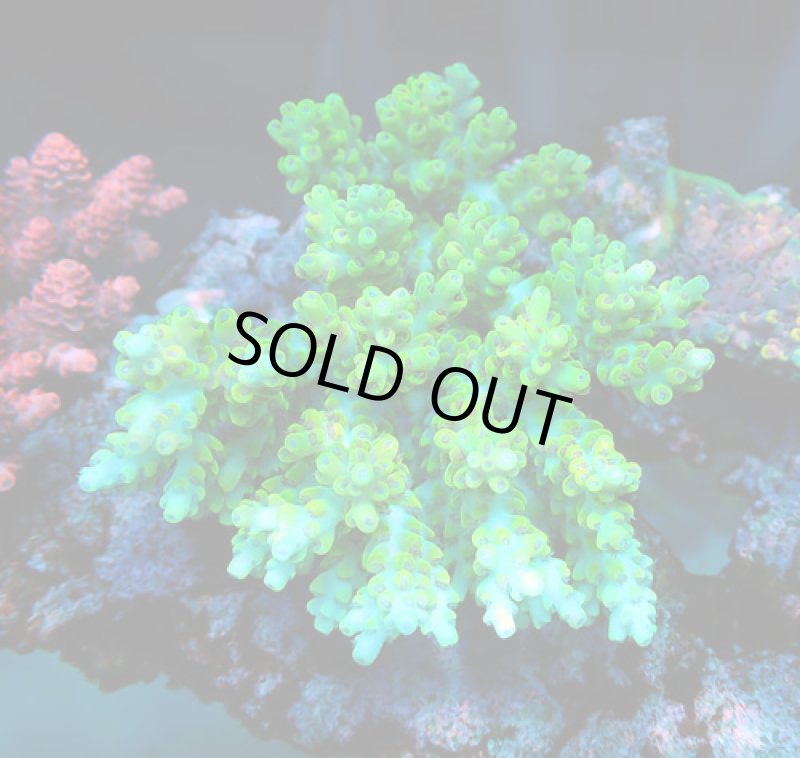 画像1: Acropora (1)