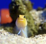 画像2: イエローヘッドジョー (2)