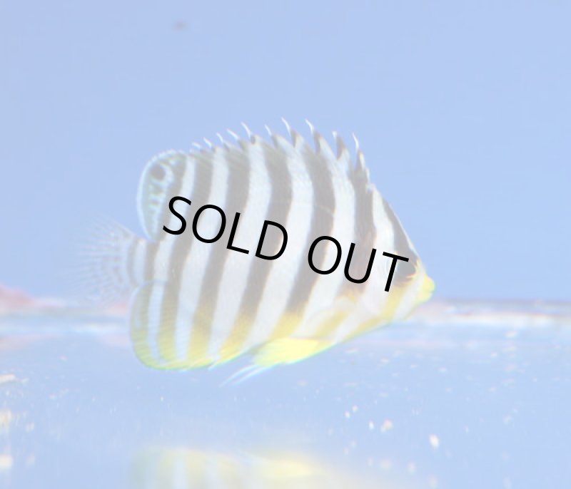 画像1: シマヤッコ (1)