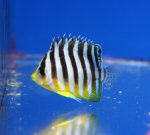 画像2: シマヤッコ (2)